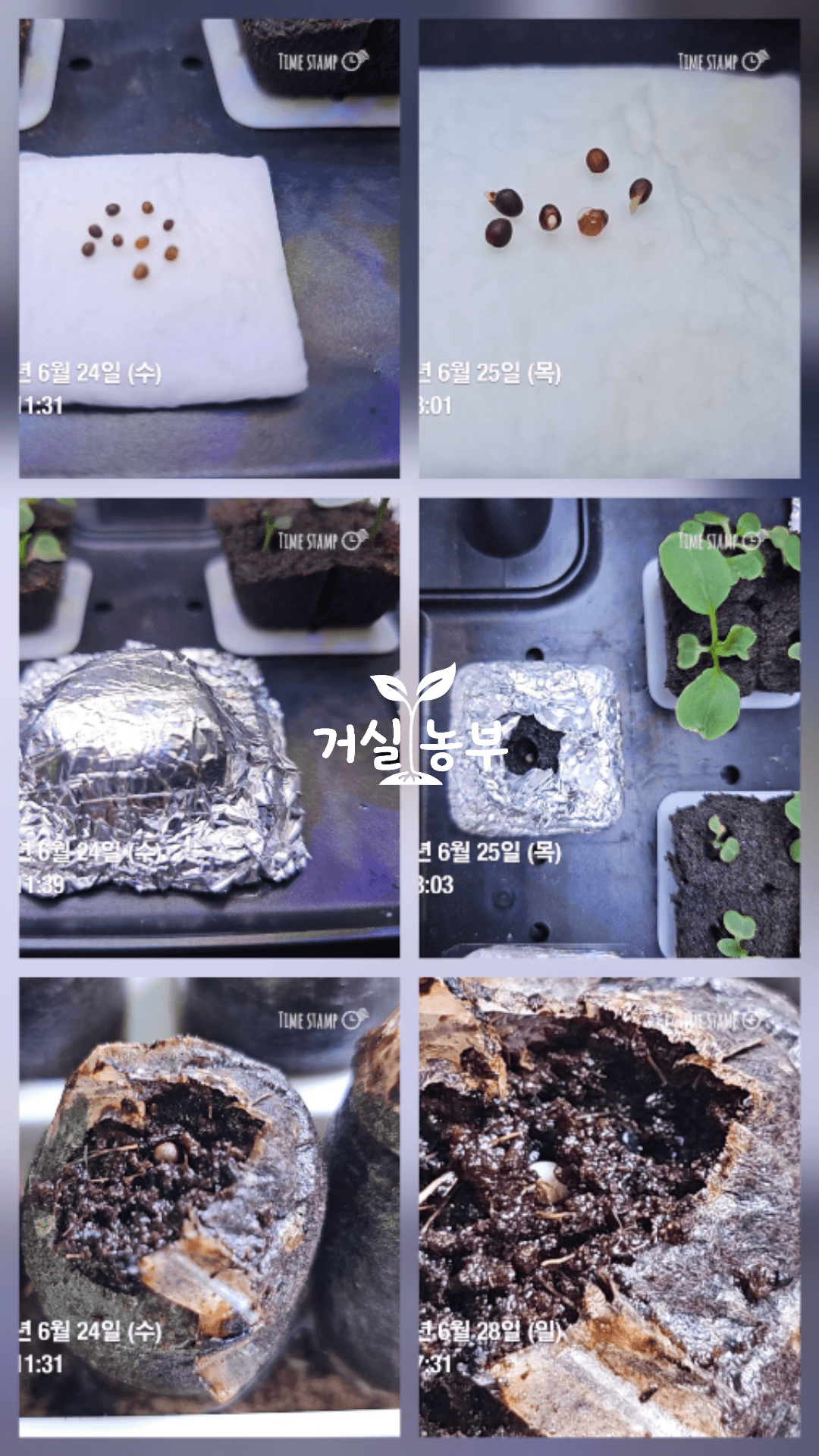 케일 씨앗을 키친타월 수경재배 배지 피트모스에서 발아시킨 비교 실험