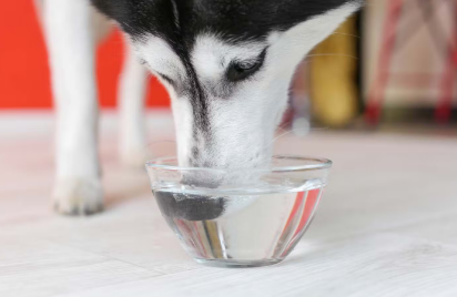 물마시는 강아지