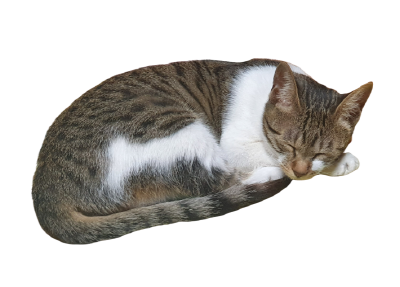 고양이-자는자세