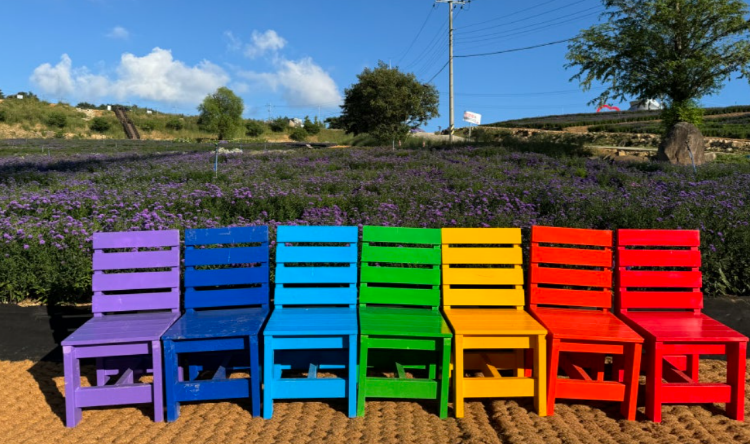 감악산 아스타국화 축제