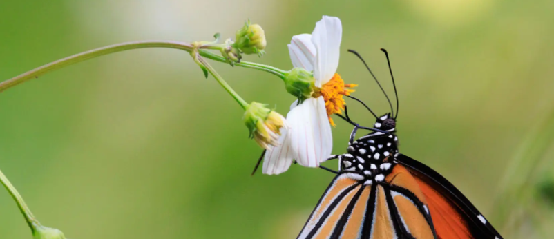 함평나비축제 일정 및 위치 완벽가이드 (입장료, 주차, 운영시간)
