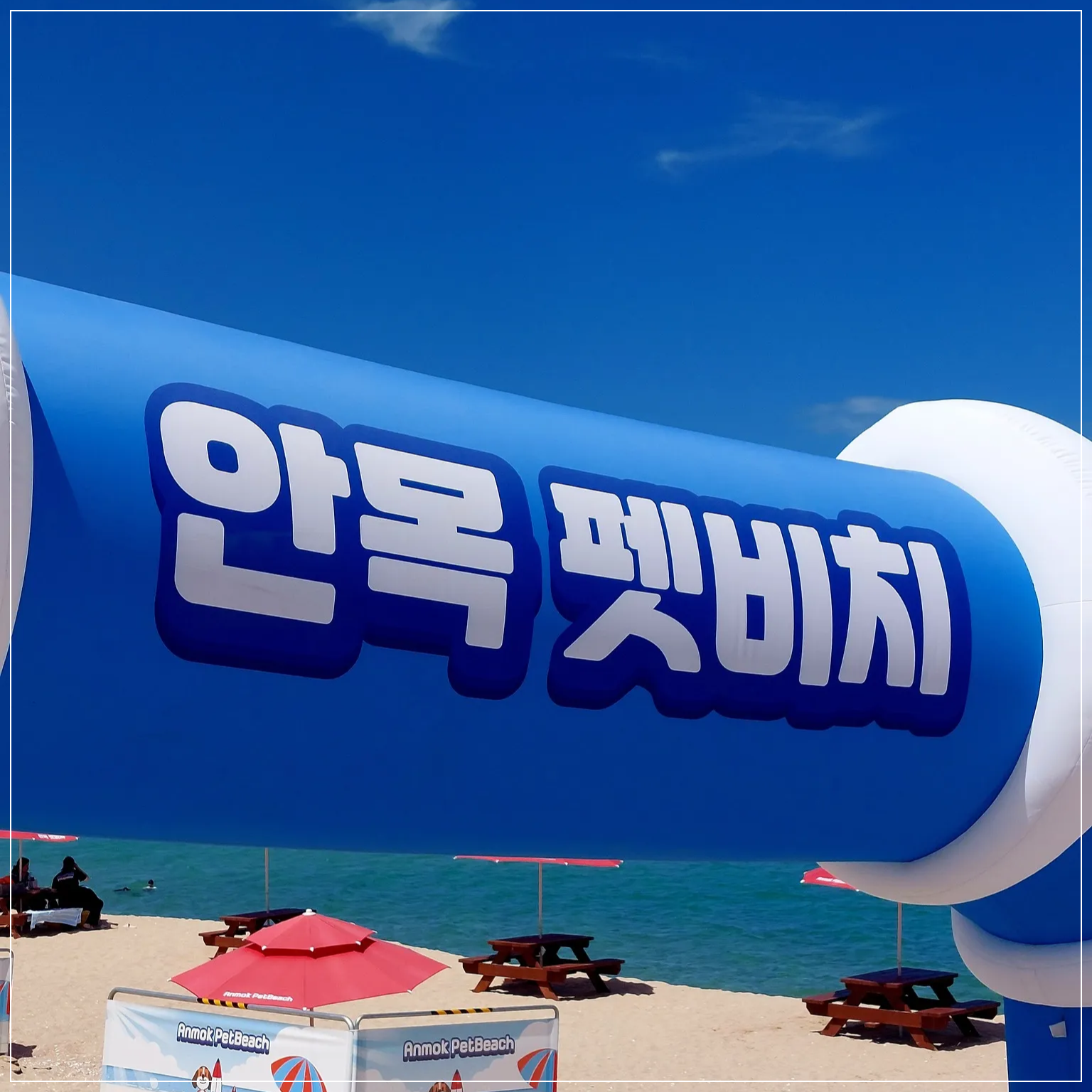 안목 펫비치