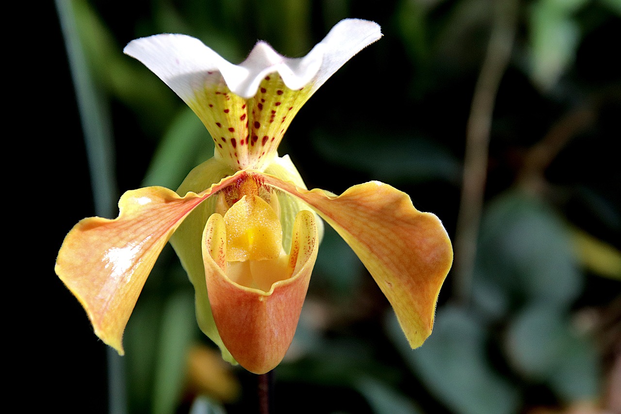 @희귀식물관련 사진