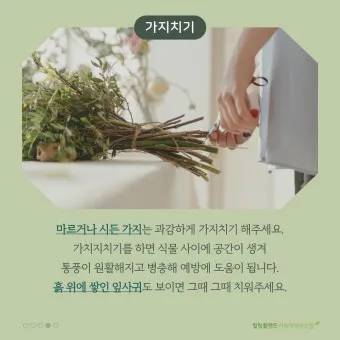 실내화분 환기 요령 미세먼지 많은날 창문관리 공기청정기 병행 팁_9