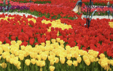 에버랜드 튤립축제