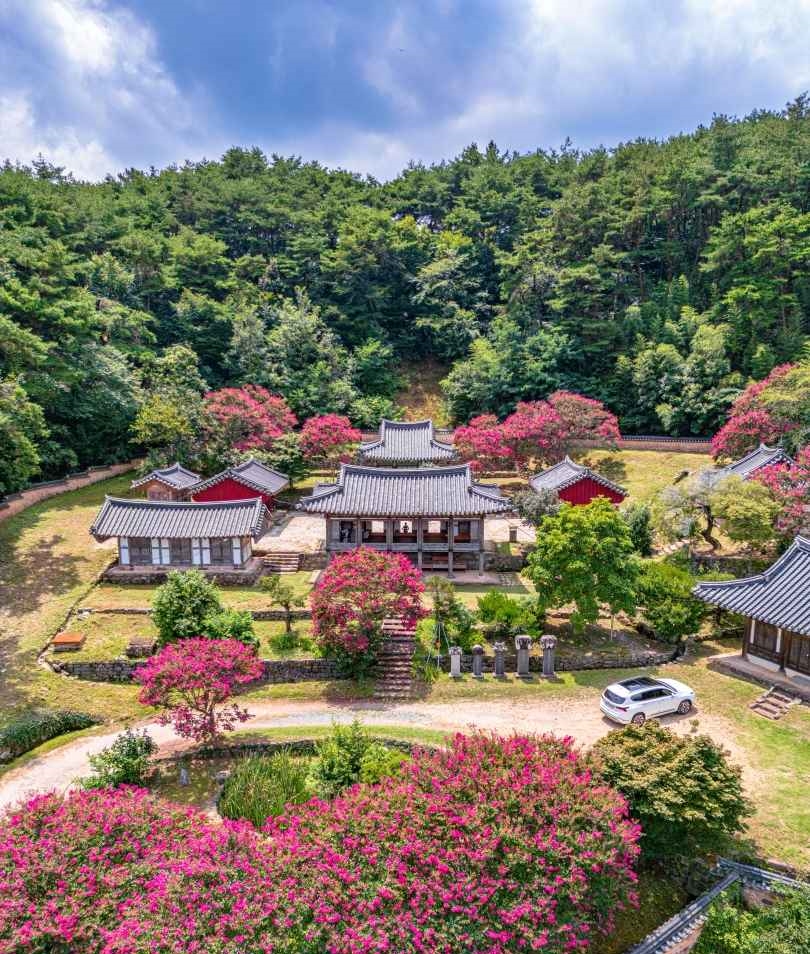 죽림재 배롱나무