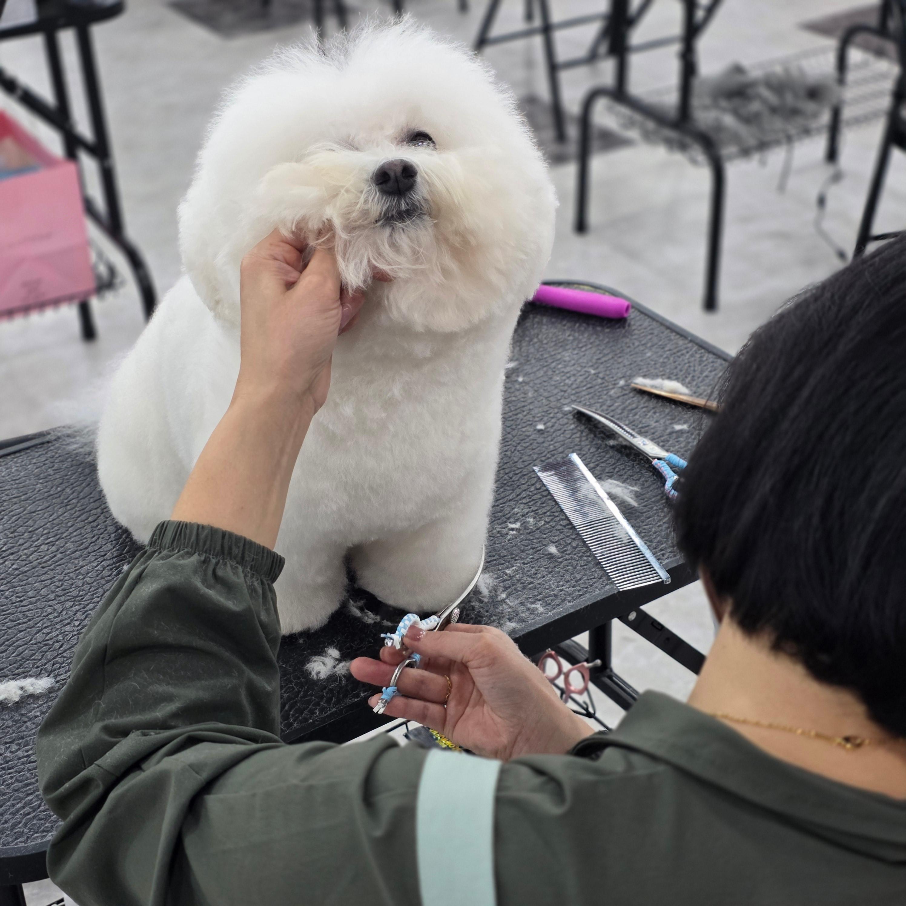 수유애견미용학원