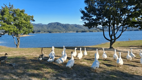 대청호 거위 아지트2