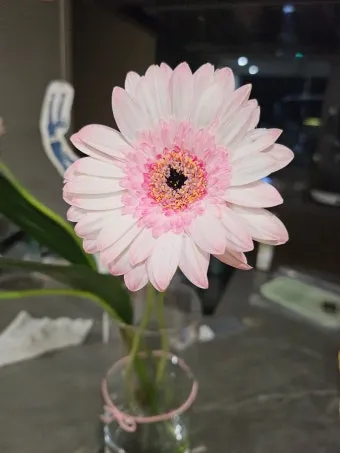 "거베라