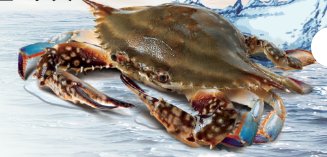 2024 대한민국수산대전 추석맞이 수산물 할인 수꽃게 특가
2024 대한민국수산대전 추석맞이 수산물 할인 수꽃게 특가