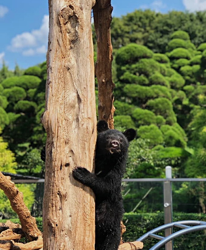베어트리파크 단풍 축제