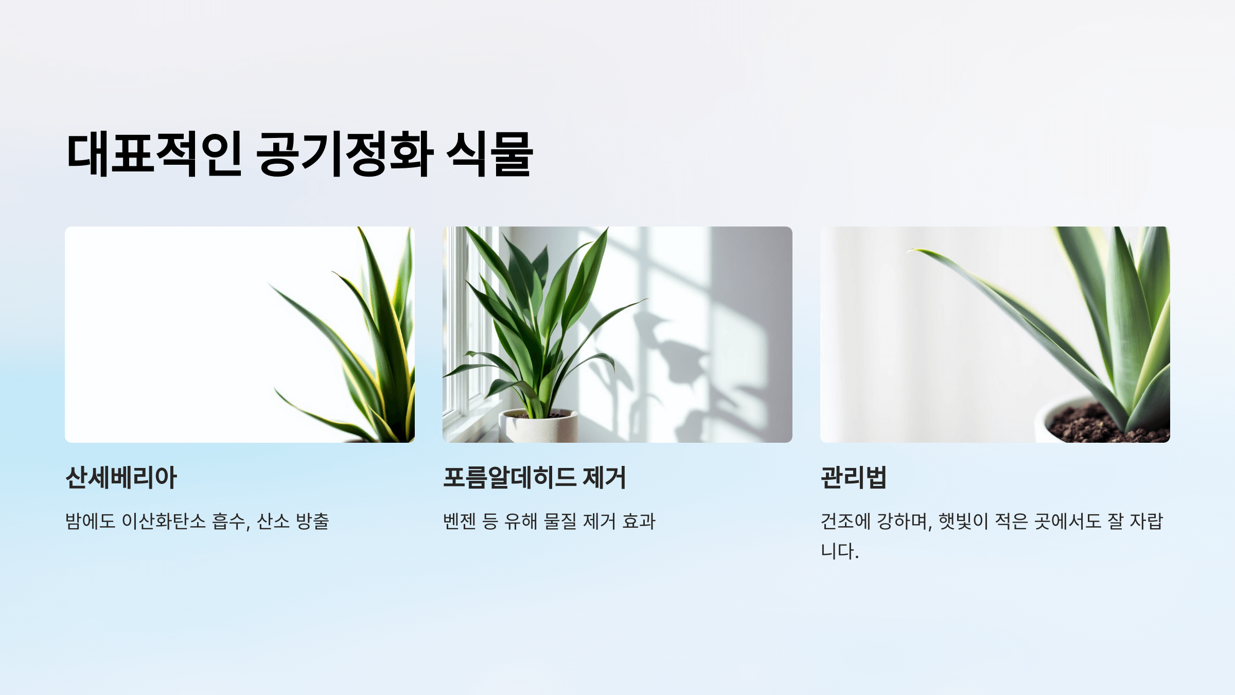 공기정화 식물 사진입니다.