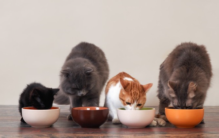 당뇨병용 식사를 하는 고양이.