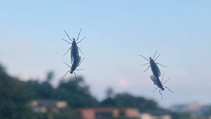 러브버그 퇴치 및 예방법