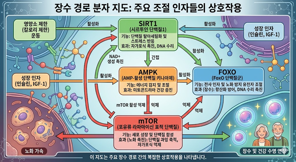 FOXO AMPK mTOR 시르투인 연결 지도 인슐린 신호 오토파지 미토콘드리아 장수 유전자