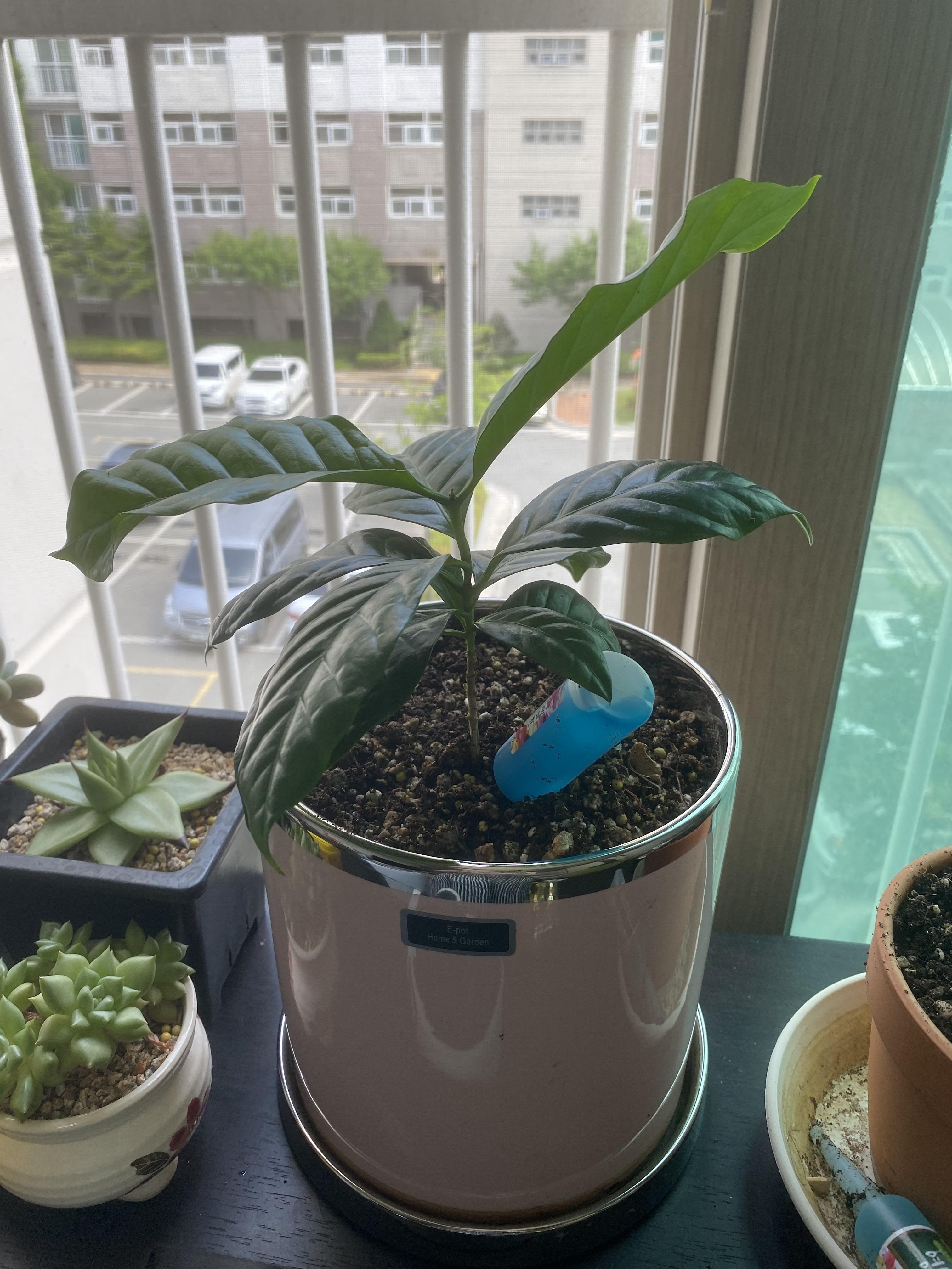 커피효능