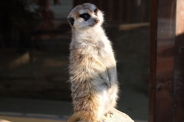 순천만국가정원 어린이 동물원 서문 순천여행 24년 11월 사진
