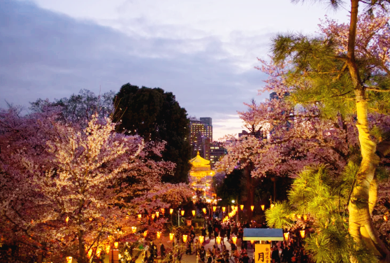 일본 벚꽃 명소