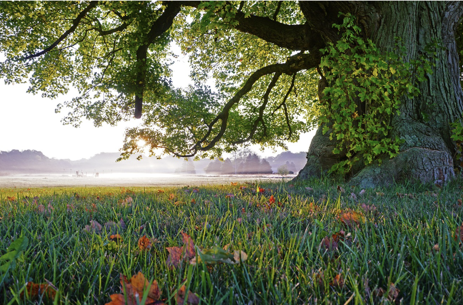 외감법인과 회계 투명성 제도