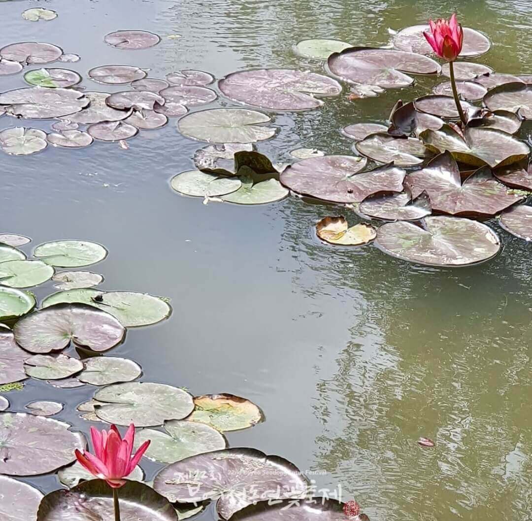 부여서동연꽃축제