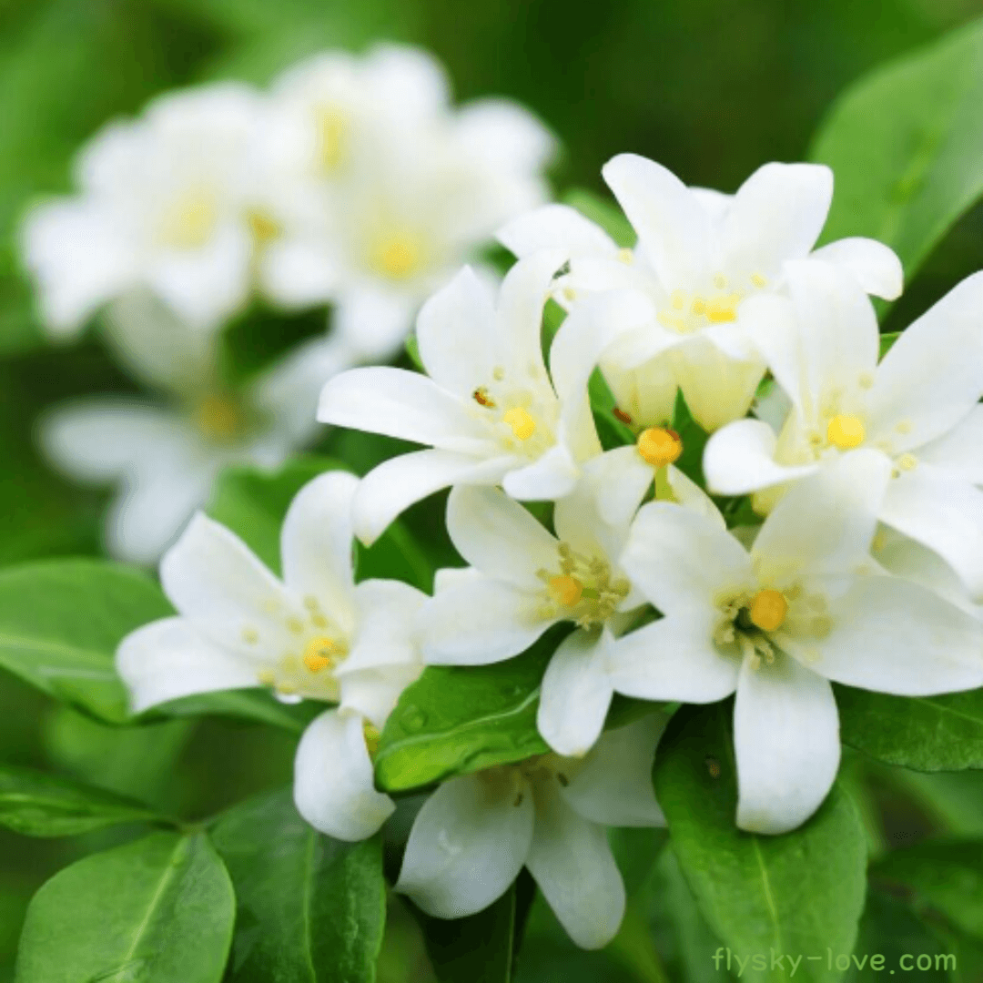 자스민 (Jasmine), 자스민 오일