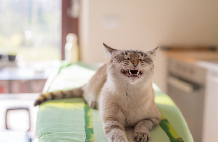 입을 벌리고 눈을 감는 고양이.