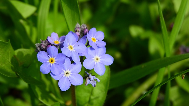 물망초, Myosotis sylvatica