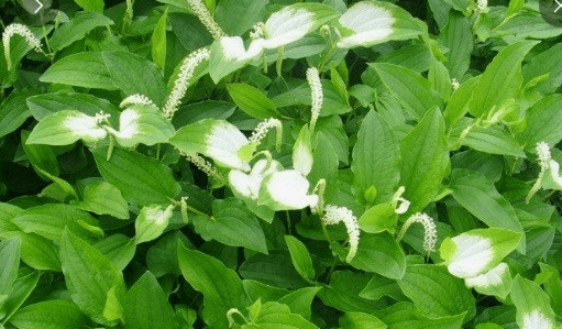 삼백초 효능 활용법