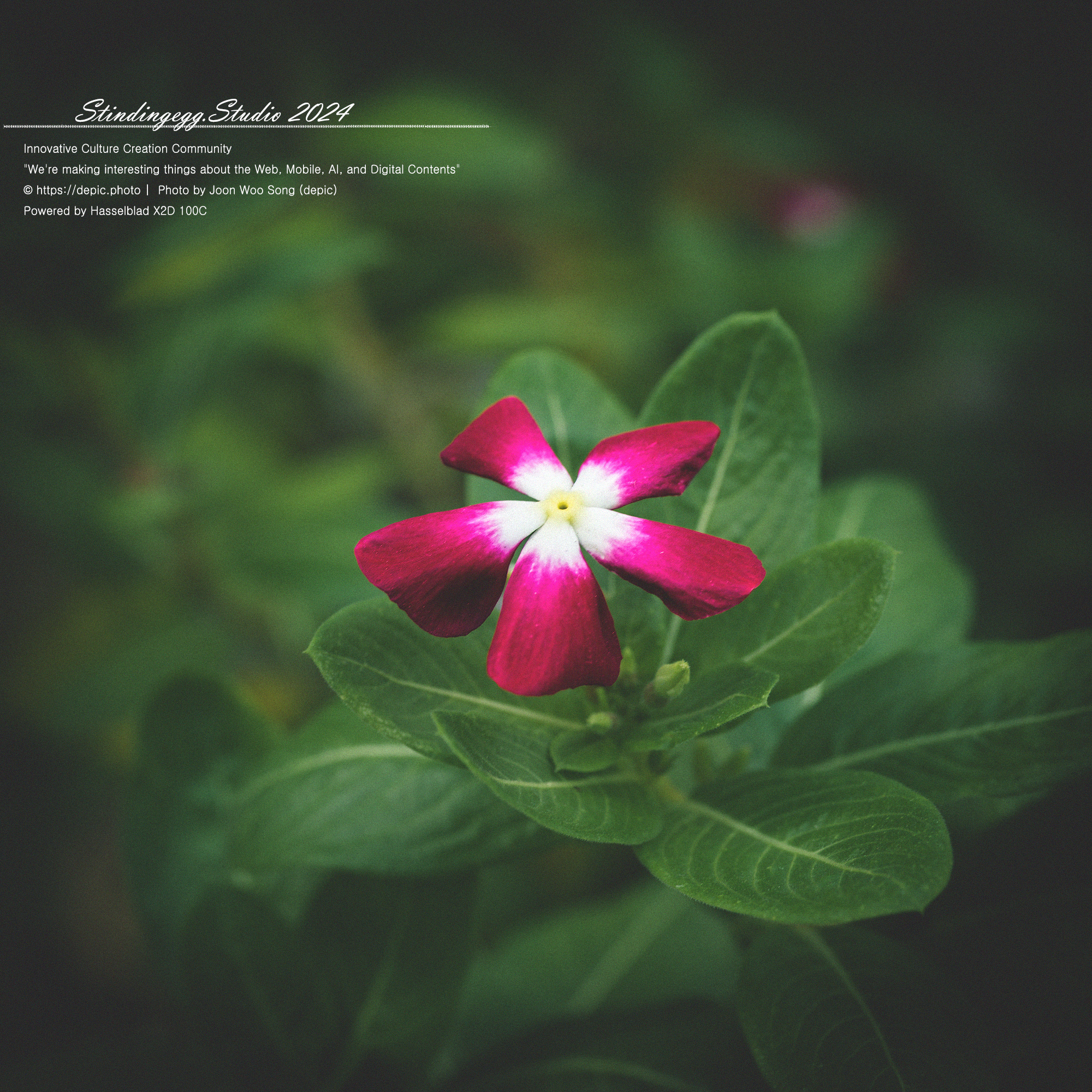 #서울 #식물원 #서울식물원 #꽃