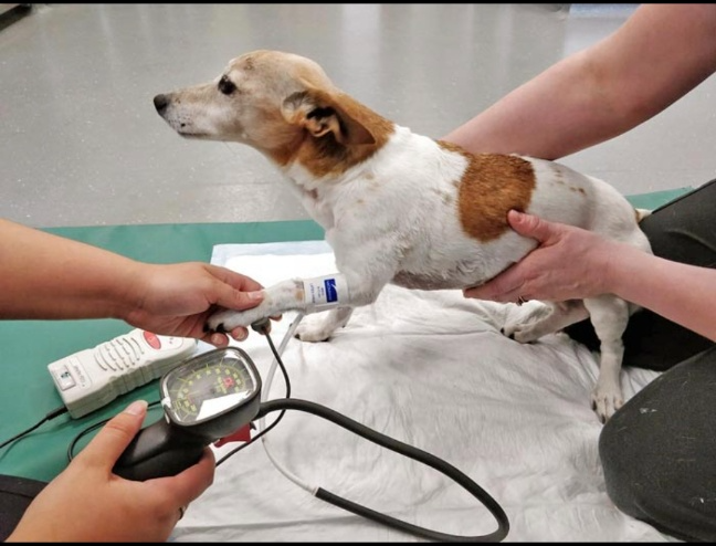 강아지 극심한 복통,복부팽만,지석적인설사,변비 시간 놓치면 ,수술 및 입원치료 병원비가 300만원 장난아님(장폐색 강아지가 불상해요 초보 견주님 나좀 봐주세요)