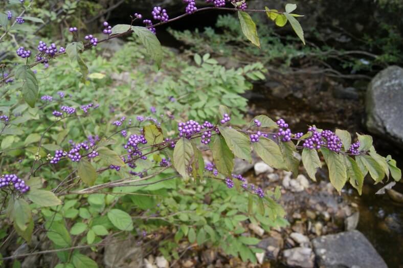처음 시작하는 가드닝, 키우기 쉬운 정원수 BEST 10