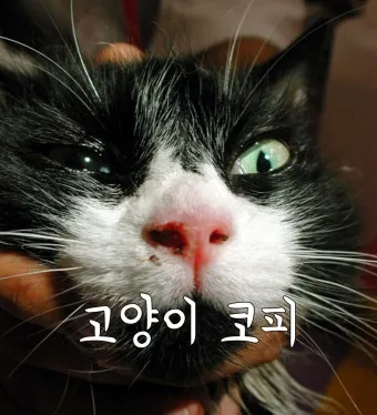"고양이