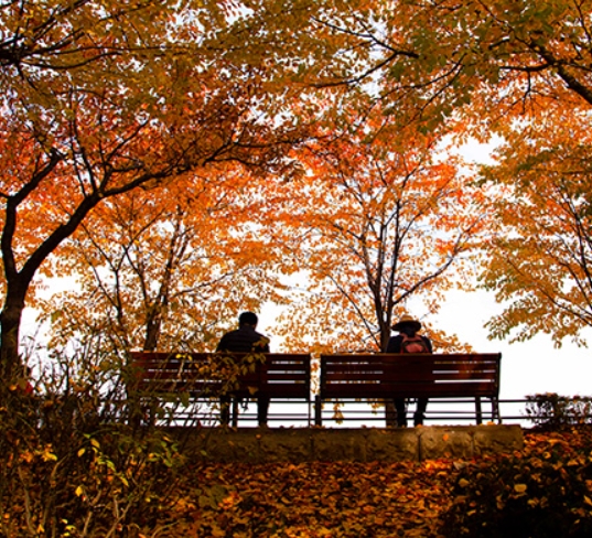 산책하기 좋은 서울 단풍 명소 110선