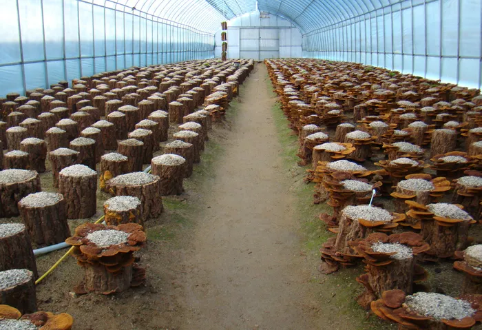 상황버섯 재배 톱밥 배지 균사 배양 환기 관리_6