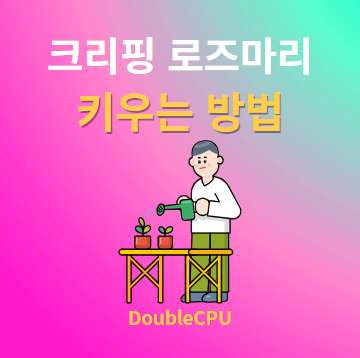 크리핑 로즈마리 키우기 물주기