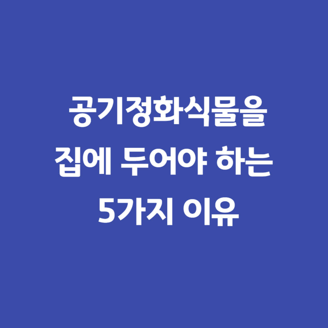 실내공기정화식물