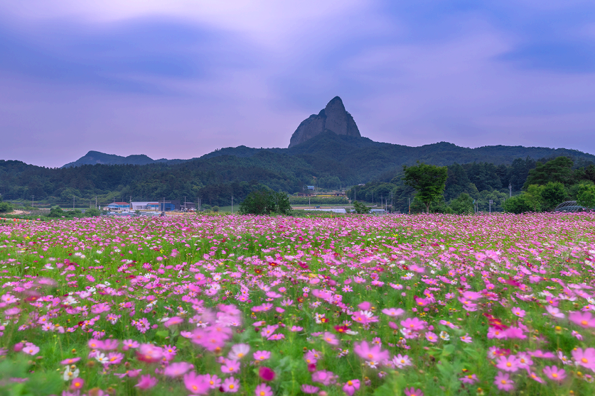 마이산 코스모스