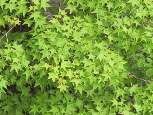 고로쇠물 효능 부작용 유통기한 먹는방법 구입방법 채취방법