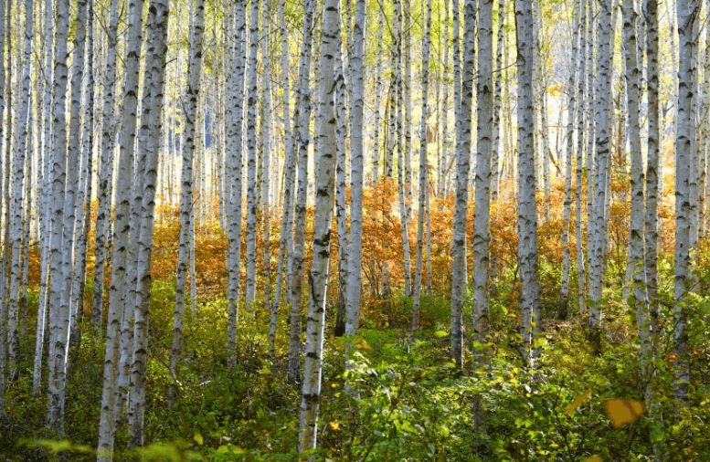 용인자작나무숲