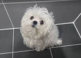 나혼자산다 구성환 강아지 꽃분이 드라이 추천템