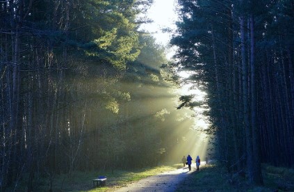 걷기운동 효과 하루 7천 보