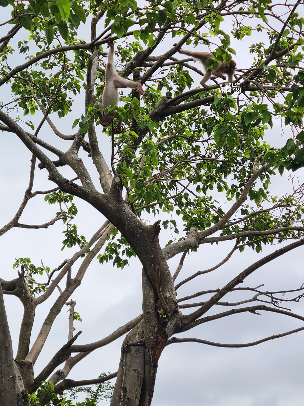 베트남 남호이안 빈원더스 사파리 후기 가격 할인입장권 예약 리버