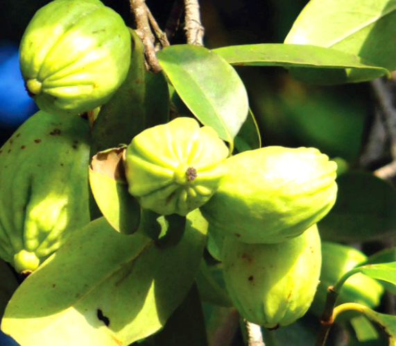 가르시니아 효과