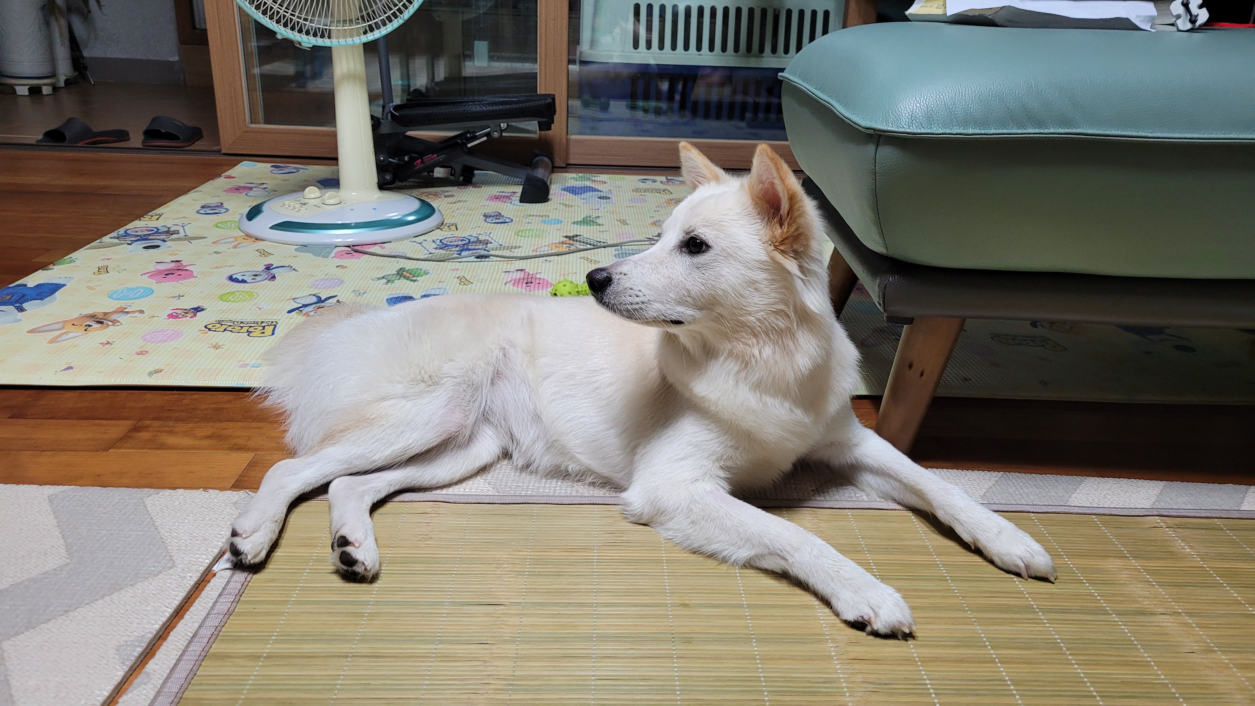 강아지가 거실에 앉아 있는 모습