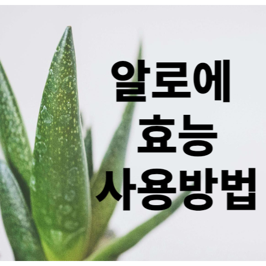 알로에 효능 및 사용방법