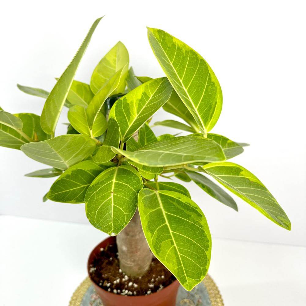 고무나무 키우기