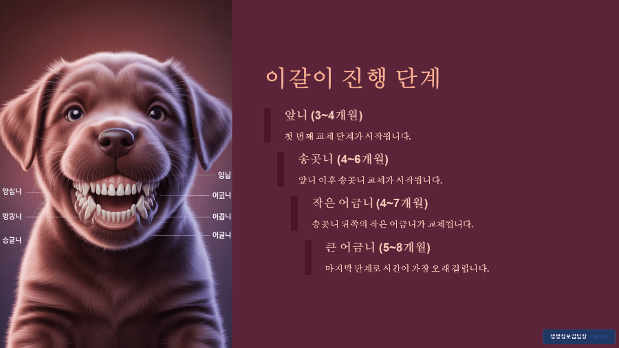 강아지 유치 빠질 때 필요한 장난감 - 올바른 교체 시기와 선택 팁