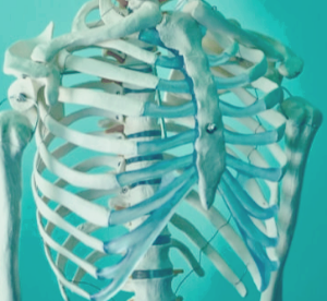 갈비뼈 골절 치료 기간과 회복 방법｜병원 진료가 꼭 필요한 증상은?