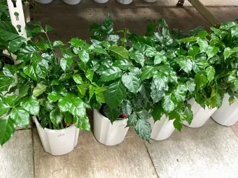 화분 잎끝마름 해결 습도관리 분무타이밍 물주기조절 실내가습 요령_3