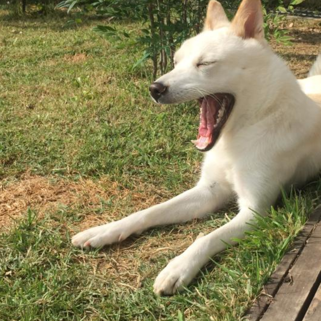 진돗개가 입을 크게 벌려 하품을 하고 있다.